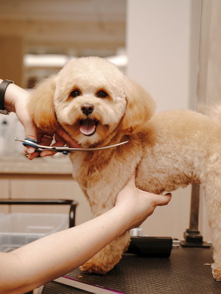 Dog grooming