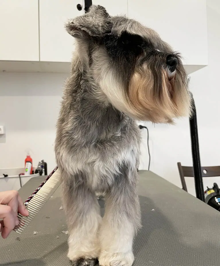 Dog grooming